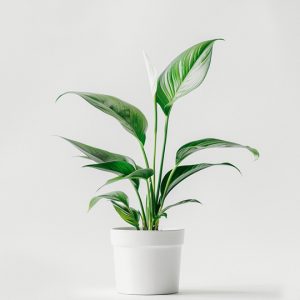 Inicio product 03