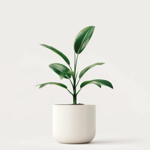 Inicio product 04